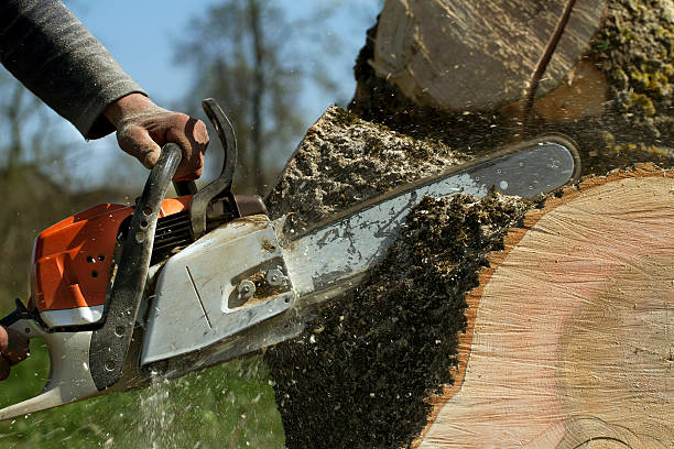 The Steps Involved in Our Tree Care Process in Palm Desert, CA